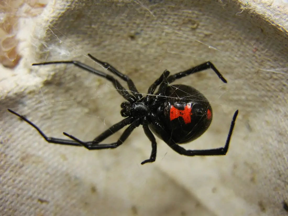 Adult female black widow, shiny black with a red hourglass on the underside of its round abdomen