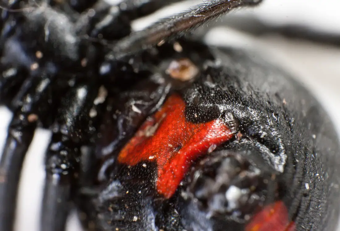Close-up of the red hourglass mark on the underside of a black widow