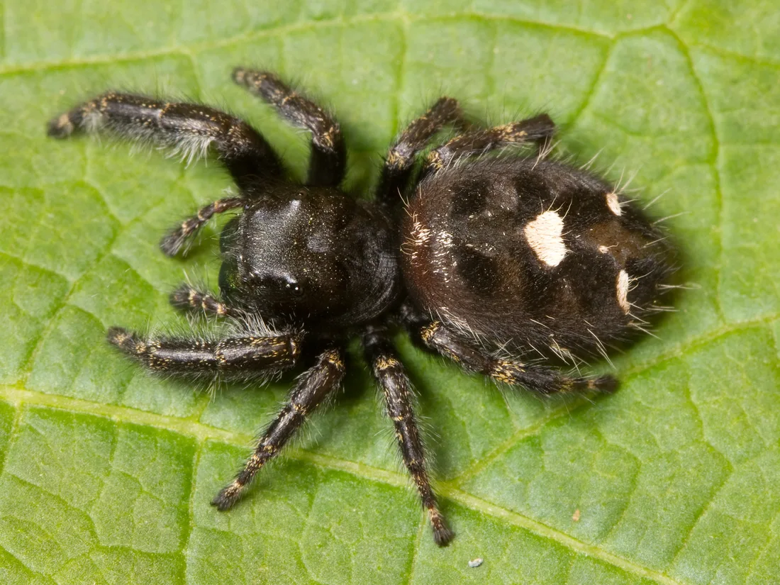 Black hairy bold jumping spider on a green leaf, seen from above, with a large cream spot on its abdomen