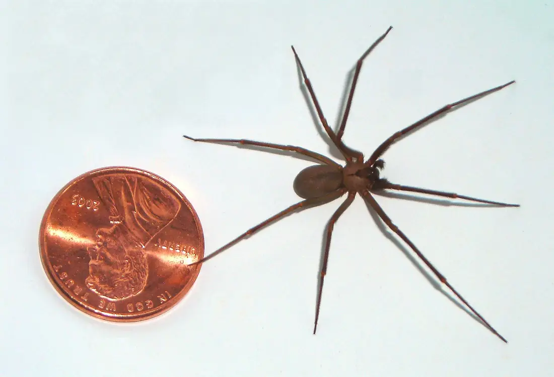 Brown recluse spider on a white surface beside a US penny for scale