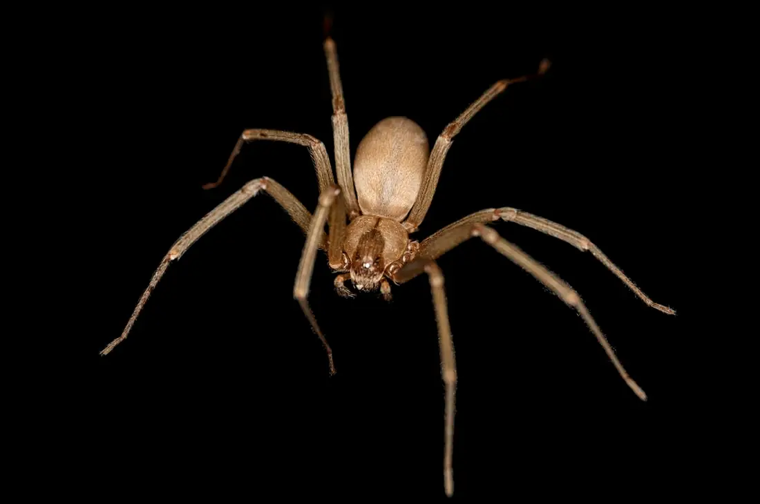 Brown recluse spider seen from above, tan with a darker violin-shaped mark behind the eyes