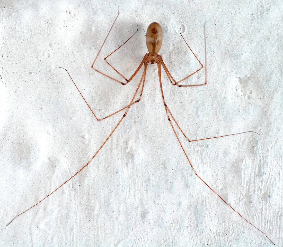 Cellar spider on a white wall, its tiny tan body dwarfed by eight hair-thin legs spread right across the frame