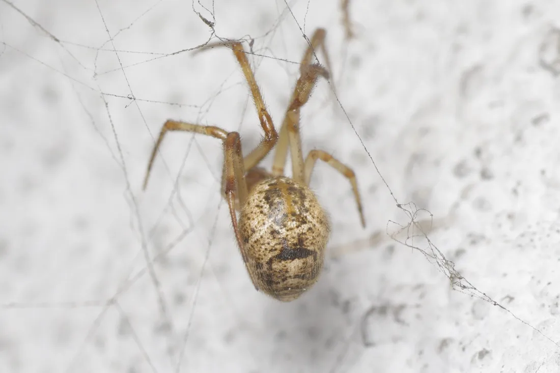 Small drab brown and grey house spider hanging in its tangled web