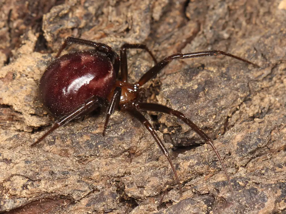 False black widow, a round-bodied purplish-brown spider with no red hourglass