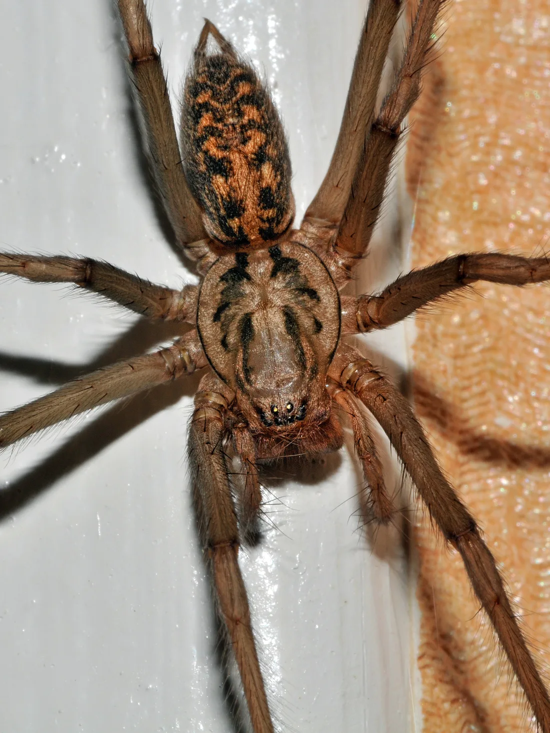 Large brown hairy giant house spider from above, with dark stripes on the carapace and rusty chevrons on the abdomen