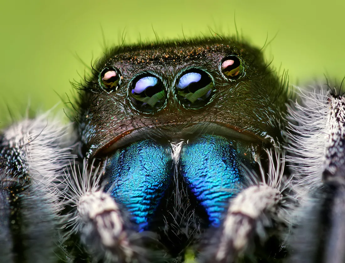 Close-up of a male bold jumper face: two enormous forward-facing eyes, a smaller eye either side, and metallic blue jaws below