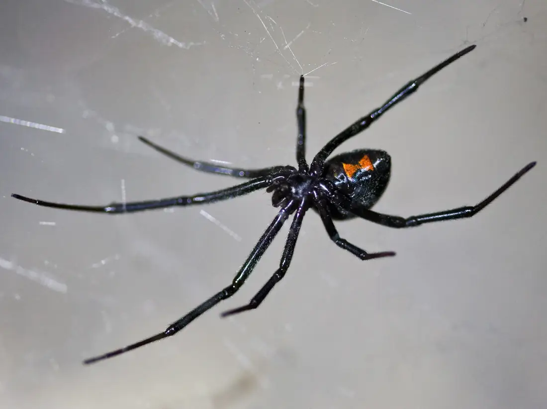 Western black widow hanging upside down in an irregular web