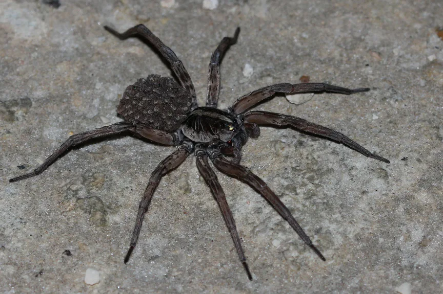 Wolf spider seen from above on concrete, its abdomen completely covered by a dense mound of tiny spiderlings
