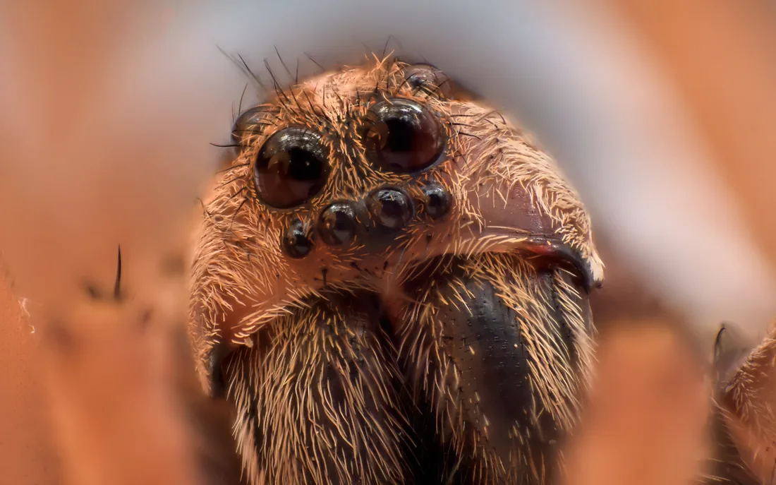Close-up of a wolf spider face showing two large forward-facing eyes above a row of four small ones