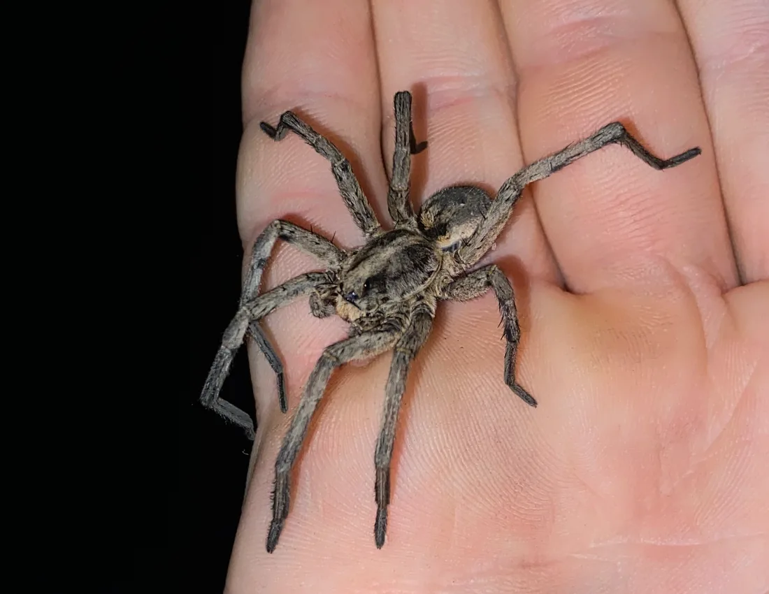 Large grey-brown hairy wolf spider standing across the open palm of a human hand
