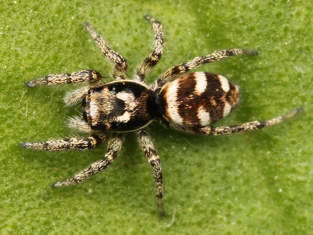 Small zebra jumping spider on a green leaf, its abdomen crossed by bold white bands on dark brown
