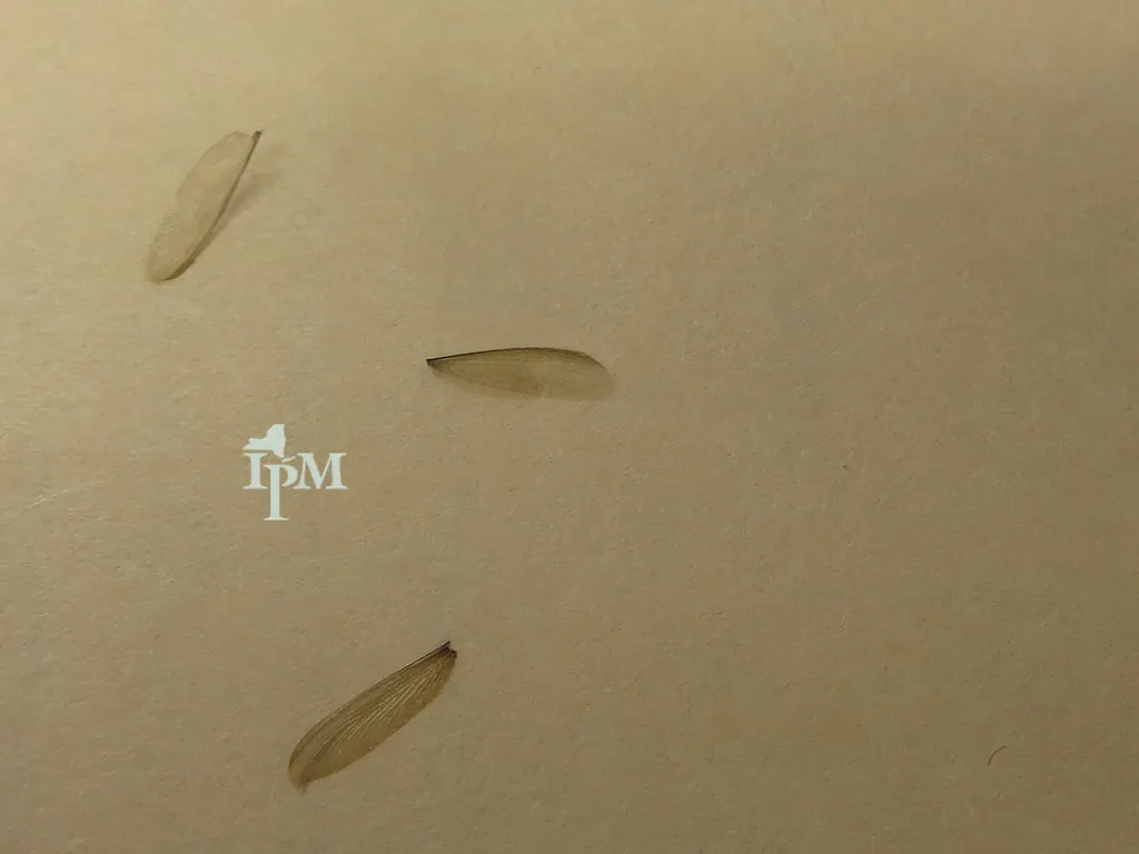Three shed termite wings lying on a flat surface