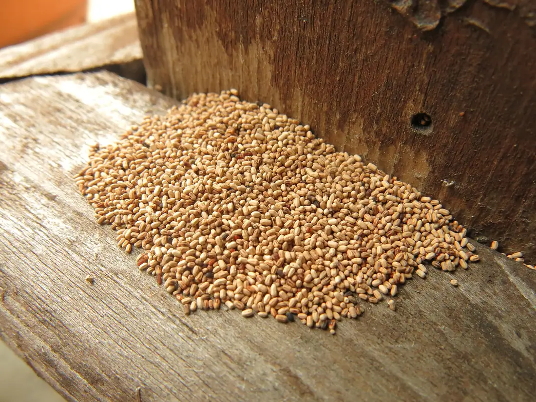 Pile of tiny tan drywood termite pellets on a wooden arbor