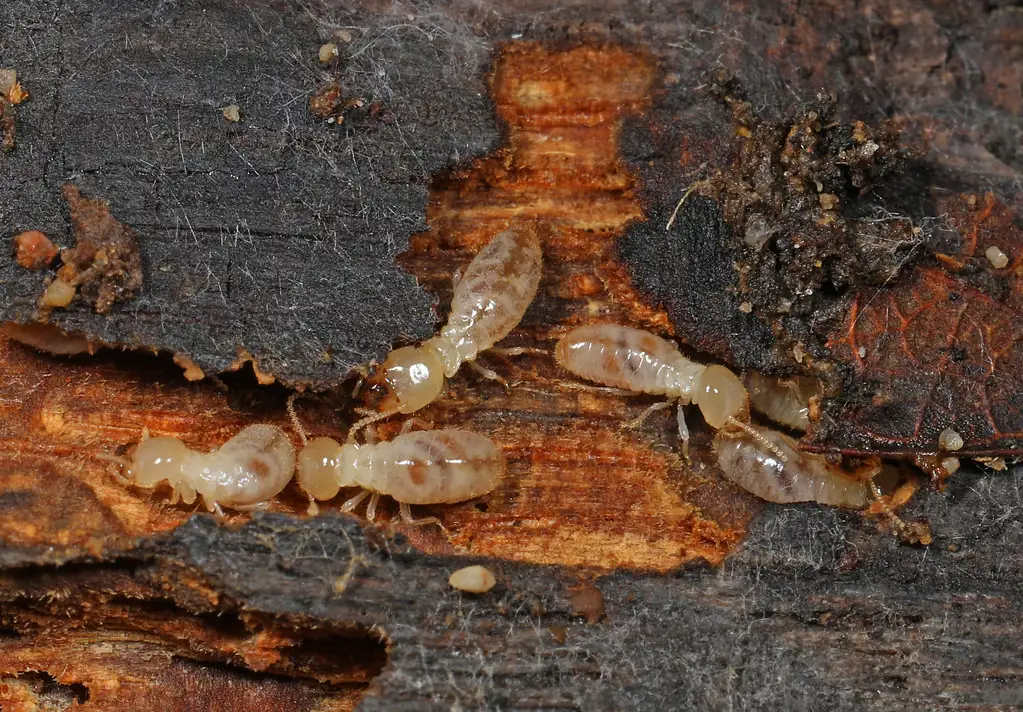 Pale cream eastern subterranean termite workers moving through a gallery in wood