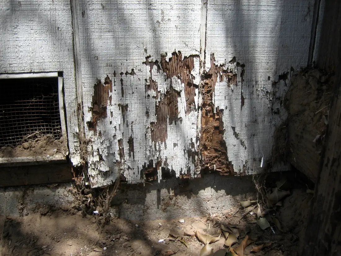 Termite damage eating through painted wooden siding at ground level