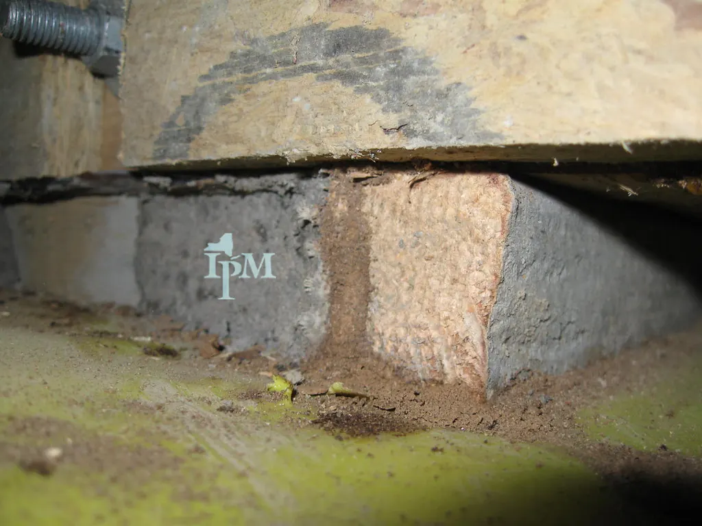 Brown termite mud tube running up a concrete foundation toward the wooden sill
