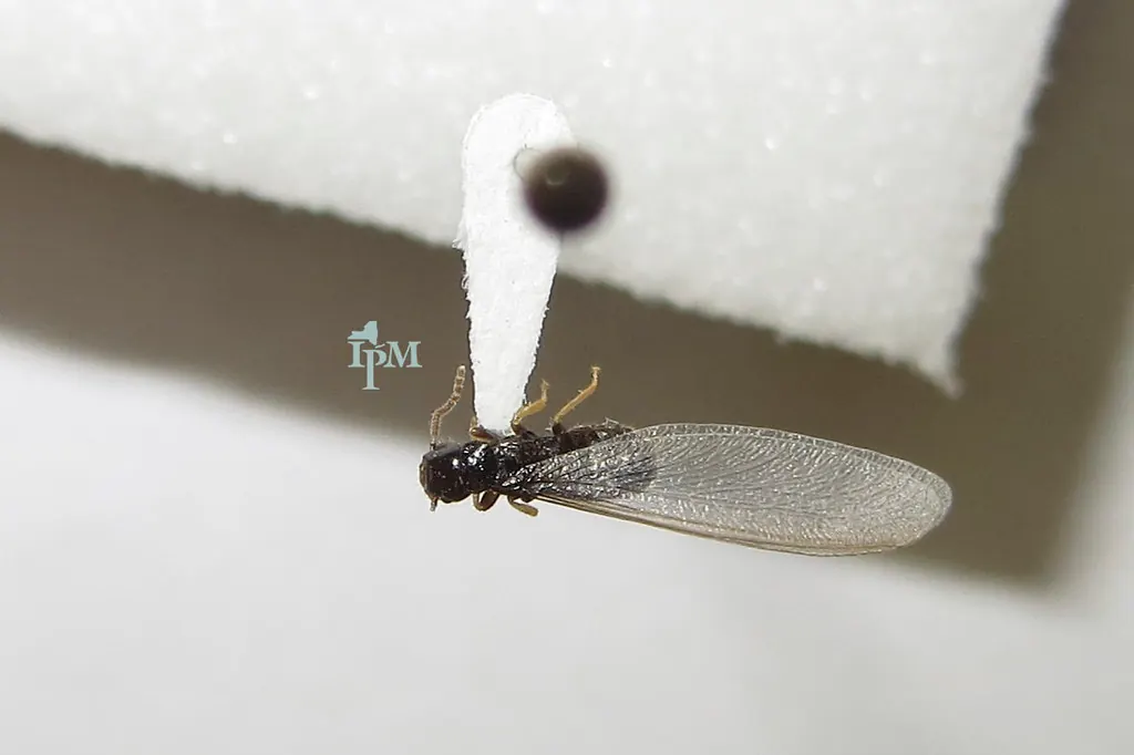 Dark termite swarmer with two pairs of long translucent wings of equal length