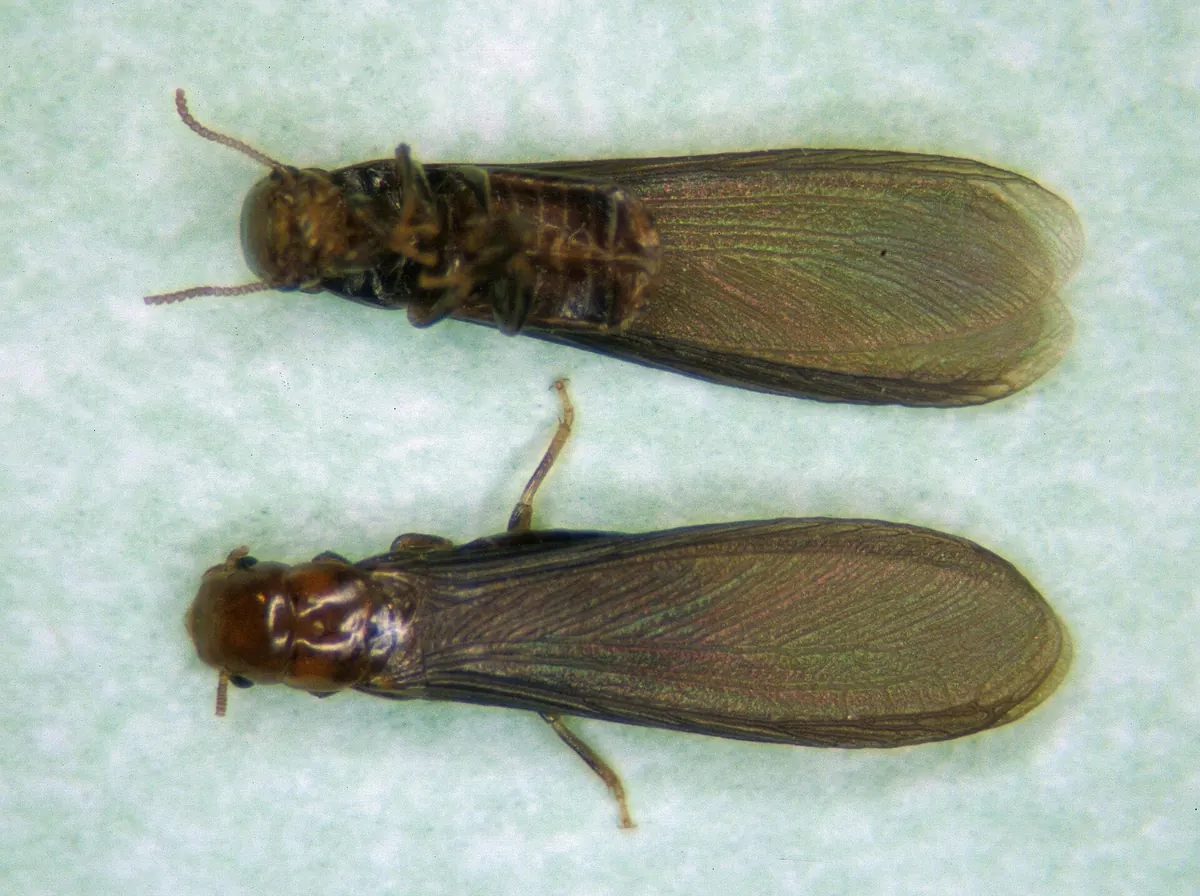Two western drywood termite swarmers with dark wings, seen from above