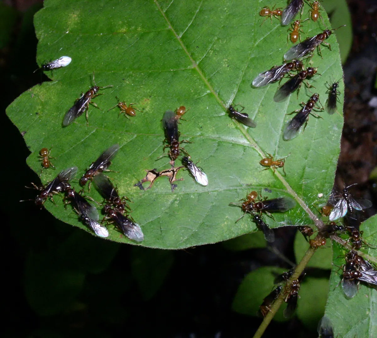 Winged citronella ants gathered on a leaf before their mating flight